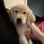 Rehome golden retriever puppies 7 thumbnail