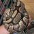 Adult female yellow belly poss het pied ball python 1 thumbnail