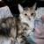 Free fixed cats 3 thumbnail
