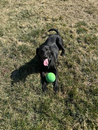 Rehoming black lab 1