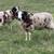 Updated: Jacob Sheep Flock/Herd - Ewes and Lambs 4 thumbnail