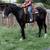 Very Gentle Draft Cross Gelding 1 thumbnail