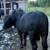 Male and female cows for sale 2 thumbnail