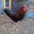Roosters 5 thumbnail