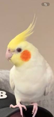 LOST CCOCKATEIL (Santa Clarita)63932506414466120