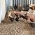 Free eggs with purchase of pullets Female chicks 6 thumbnail
