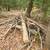 Firewood - Free Oak Logs (Cut to size upon request) 2 thumbnail