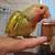 Lovebird 7 thumbnail