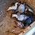 Thai chickens 6 thumbnail