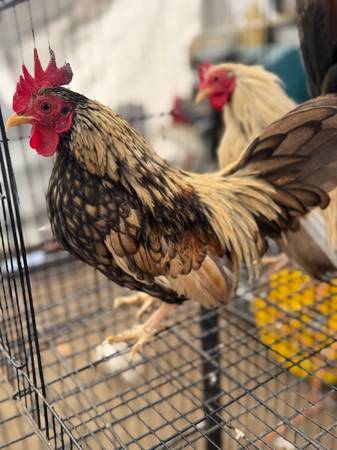 Mini rooster (Oakland)603204603536353282