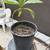 Lamb Hass Avocado tree 1 thumbnail