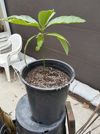 Lamb Hass Avocado tree 1