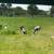 Sheep 5 thumbnail