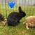 Mini Rex bunnies 8 thumbnail