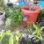 Beautiful plants medicinal, ornamental and sought after plants sale 7 thumbnail