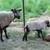 Naturally Raised Icelandic Ewe Lambs 13 thumbnail