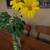 Mexican sunflower 7 thumbnail