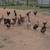Lamb, Piglets, pigs, pullets, chicks, Hens & peachicks, 14 thumbnail