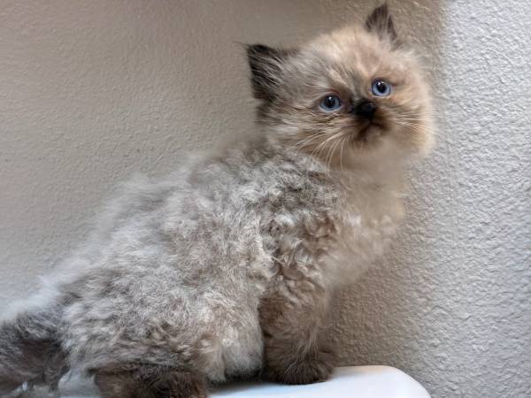 Hermosos gatitos de pelo largo machos (Castaño)63853464969473120