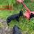 German shepherd pups 11 thumbnail