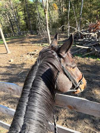 ISO farm land for lease/sale 1