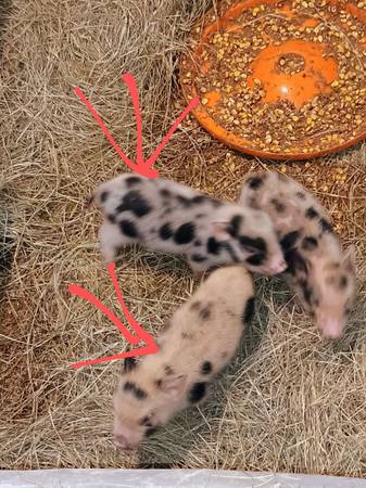 Mini potbelly pigs 1/2price 1