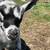 Healthy, Disbudded Nigerian Dwarf Goats for Discussion 9 thumbnail