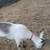 Goats, Alpine doelings and buckling 2 thumbnail