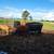 Angus steers 9 thumbnail