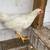 Young colored leghorn roosters! 1 thumbnail