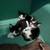 Black and White Kittens 3 thumbnail