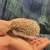 Hedgehog 3 months old 3 thumbnail