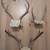 White Tail Deer Antlers 1 thumbnail