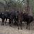 Black Heifer Calves | Heifers 5 thumbnail