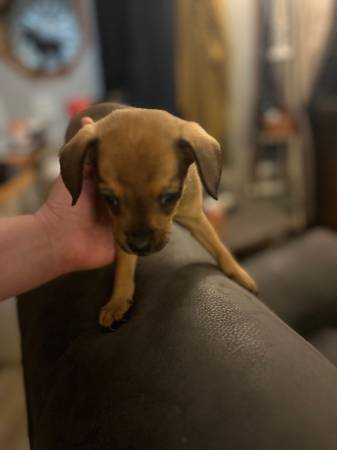 Frenchie/chihuahua/dachshund mix puppies (Tumwater)63942367718915122