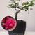 10 years old Bonsai Red Plum blossom without buds 6 thumbnail