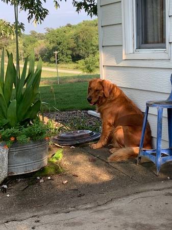 Golden Retrievers 1