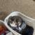 House Cat 2 thumbnail