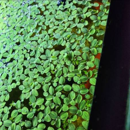 Dwarf water lettuce (floating aquarium plant) for sale or trade 1