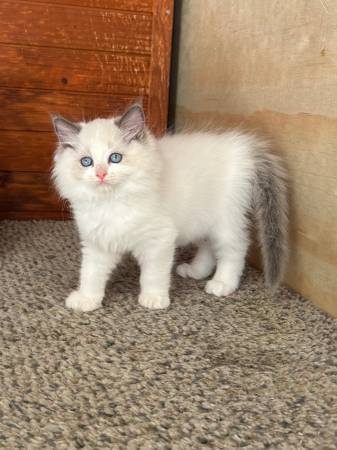 Rehoming Pretty Girl Kitten (hayward / castro valley)