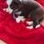 8 week old border collie male for sale 3 thumbnail