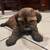Shi Tzu Puppies for sale 3 thumbnail