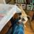 Dog needs new forever home 4 thumbnail