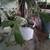 Very Large Blooming Prickly Pear Cactus in Pot – Rare Variety! ¡Gran Cactus N 2 thumbnail