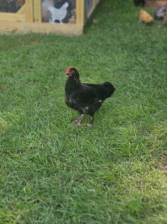 Gallinas - $20 (McHenry)62972944088705121