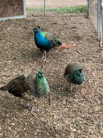 Chickens and peacocks 1