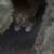 Rehoming Baby Kittens 2 thumbnail