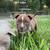 Lilac & Chocolate extreme bullie pups 5 thumbnail