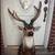 American Buck Taxidermy Taxidermist Deer Mounts 8 thumbnail