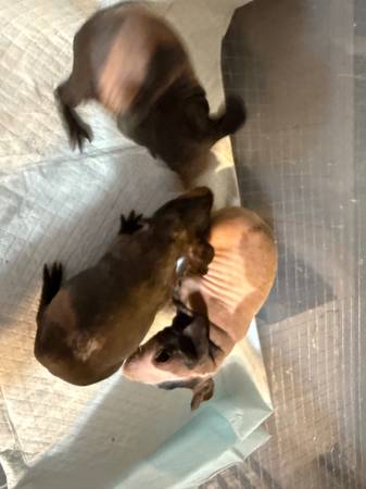2 baby skinny pigs-10063867089552259120